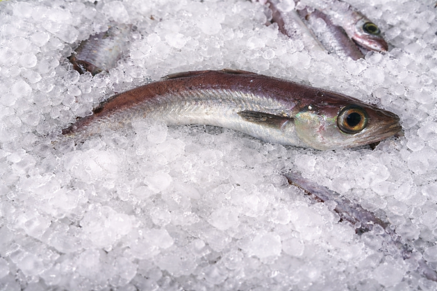 Ejemplares de lirio o bacaladilla recién pescados en aguas del Cantábrico para la Lonja de Gijón
